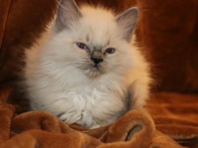 Biscuit - Ragdoll - Gallery Photo #1