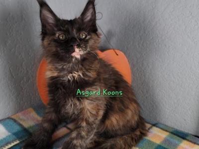 Tortoiseshell Poly Girl - Maine Coon - Gallery Photo #1