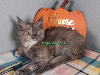 Blue Cream Girl - Maine Coon - Gallery Photo #1