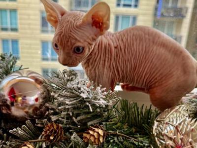 Blue Eyes Male Sphynx Purebred Kitten - Sphynx - Gallery Photo #1