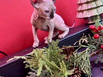 Nala Female Purebred Sphynx Kitten - Sphynx - Gallery Photo #1