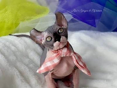 Yzma - Sphynx - Gallery Photo #1