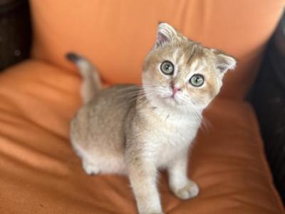 Willy - Scottish Fold - Gallery Photo #1