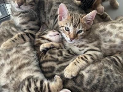 Bengal Cubs - Bengal - Gallery Photo #1