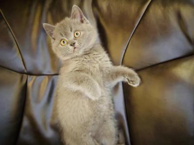 Grey British - British Shorthair - Gallery Photo #1