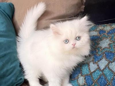 Sophie - Persian - Gallery Photo #1