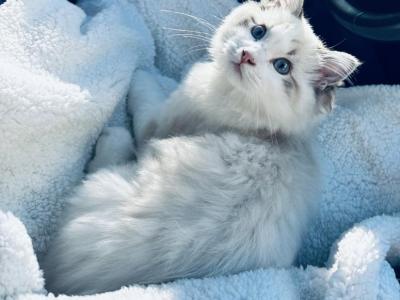 Seal Bicolor - Ragdoll - Gallery Photo #1