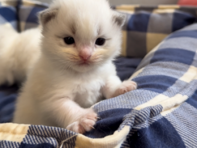 Blue Bicolor Litter - Ragdoll - Gallery Photo #1