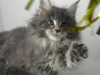 Blue Tabby Female Two - Maine Coon - Gallery Photo #1