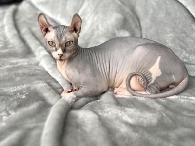 AminRa - Sphynx - Gallery Photo #1