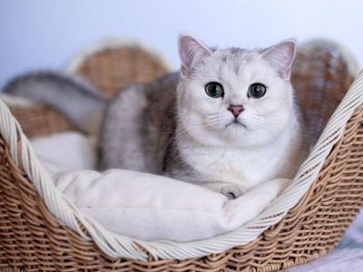 Luna - Scottish Fold - Gallery Photo #1