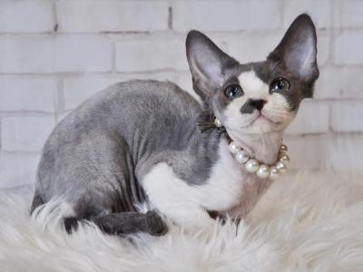 Asya Devon Rex Female Blue Bicolour - Devon Rex - Gallery Photo #1