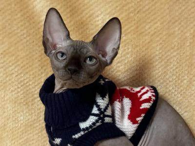 Jack Canadian Sphynx Male Black Mink With White - Sphynx - Gallery Photo #1