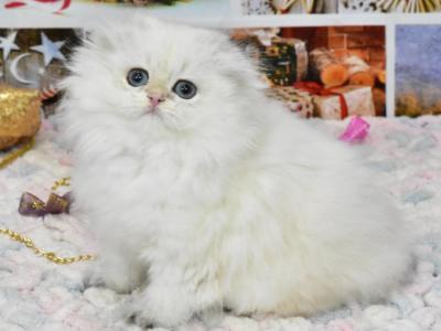 Pushok Scottish Fold Female Black Golden Shaded P - Scottish Fold - Gallery Photo #1