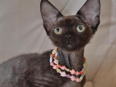 Maksym Devon Rex Male Black - Devon Rex - Gallery Photo #1