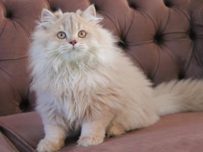 Ponchik British Longhair Male Fawn Ticked Tabby - British Shorthair - Gallery Photo #1