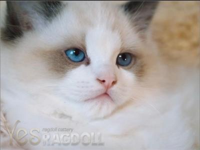 Istvud Ragdoll Male Seal Bicolour - Ragdoll - Gallery Photo #1