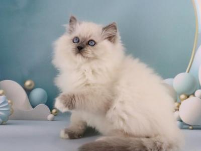 Yasha Ragdoll Male Blue Mitted - Ragdoll - Gallery Photo #1