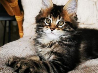 Ursula Maine Coon Female Black Tabby - Maine Coon - Gallery Photo #1