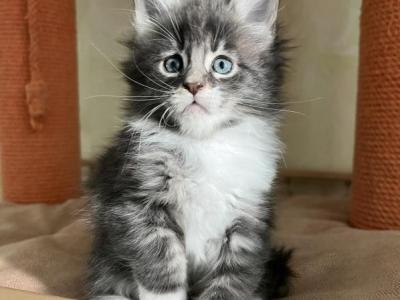 Elias Maine Coon Male Black Silver Tabby With Whi - Maine Coon - Gallery Photo #1