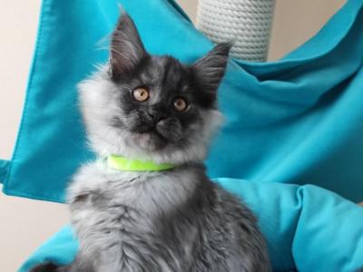 Meysy Maine Coon Female Black Smoke - Maine Coon - Gallery Photo #1