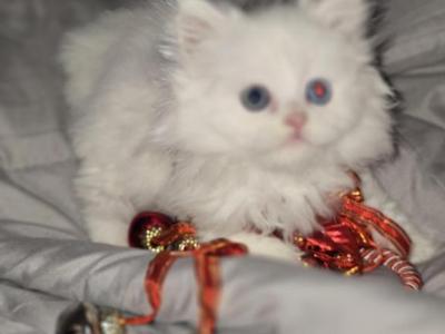 Tica Odd Eye Male White Non Standard - Munchkin - Gallery Photo #1