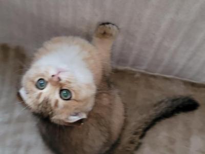 Laska - Scottish Fold - Gallery Photo #1