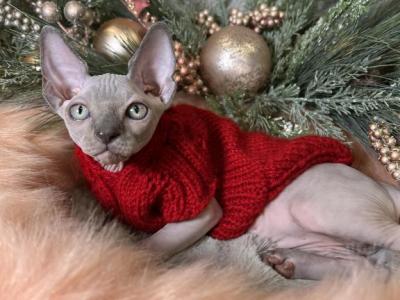 Lukas - Sphynx - Gallery Photo #1