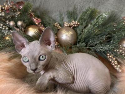 Mona - Sphynx - Gallery Photo #1