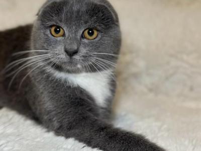 Gray Scottish Fold Kitty Litter - Scottish Fold - Gallery Photo #1