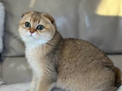 Golden Scottish Fold - Scottish Fold - Gallery Photo #1