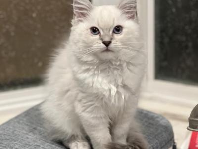 Bluepoint Lynx And Bluepoint Kittens - Ragdoll - Gallery Photo #1