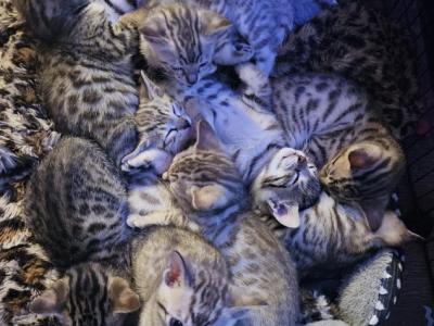 Little Beauties - Bengal - Gallery Photo #1