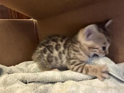 Lilly's Kittens - Bengal - Gallery Photo #1