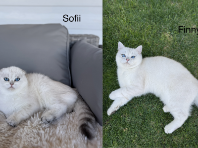 Silver Seal Shaded Point Kitties - Scottish Fold - Gallery Photo #1