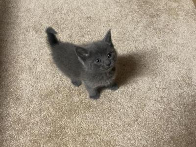 Gray Kitten - Chartreux - Gallery Photo #1