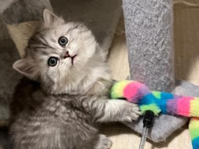 Silver Shaded Black LH Females - Scottish Fold - Gallery Photo #1