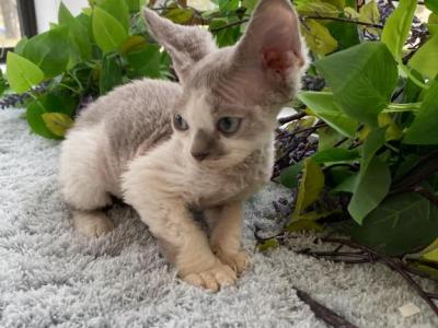 Shilo - Devon Rex - Gallery Photo #1