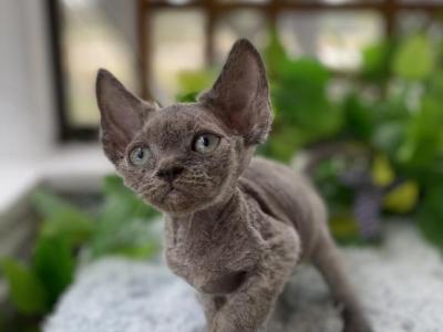 Silver - Devon Rex - Gallery Photo #1