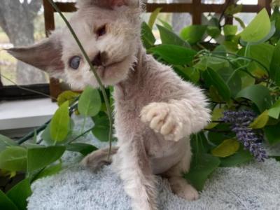 Nico - Devon Rex - Gallery Photo #1