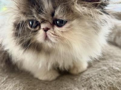 Enzo - Persian - Gallery Photo #1