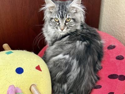 Maine Coon Silver Female - Maine Coon - Gallery Photo #1