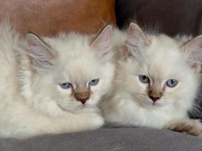 Seal Lynx Point Female - Ragdoll - Gallery Photo #1