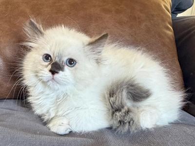 Sealcolorpoint With The Cutest Mismark - Ragdoll - Gallery Photo #1