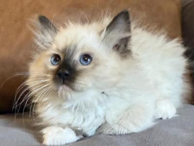 Seal Mitted Female - Ragdoll - Gallery Photo #1