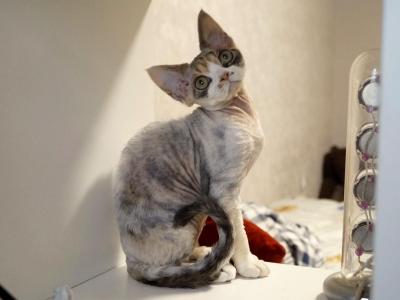 Calico - Devon Rex - Gallery Photo #1