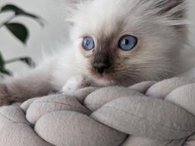 Biscuit - Ragdoll - Gallery Photo #1