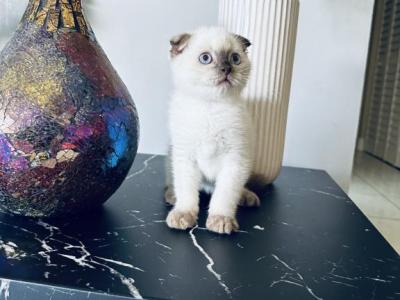 Zeus - Scottish Fold - Gallery Photo #1