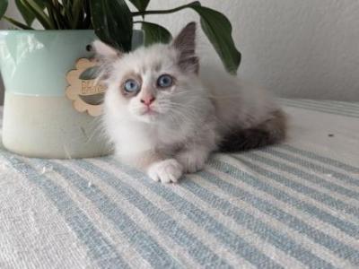 Daisy - Ragdoll - Gallery Photo #1