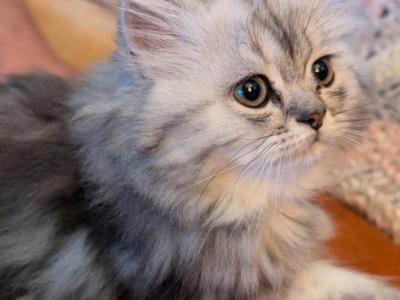 CFA Registered Male Tabby Doll Faced Persian - Persian - Gallery Photo #1